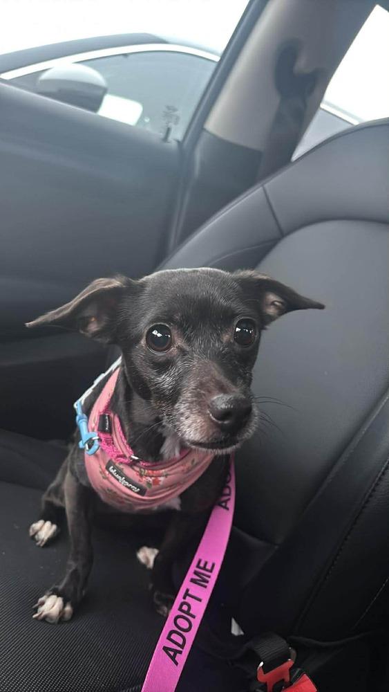 Enlarge Regina, a Adoptable mixed breed in Saugus, MA image 3/6