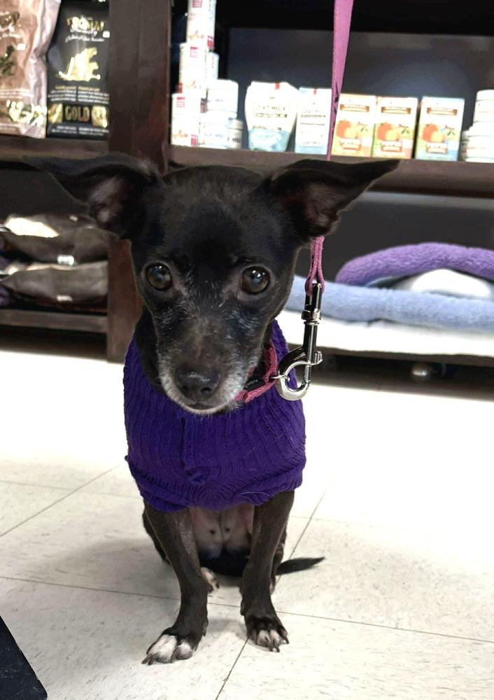 Enlarge Regina, a Adoptable mixed breed in Saugus, MA image 3/6