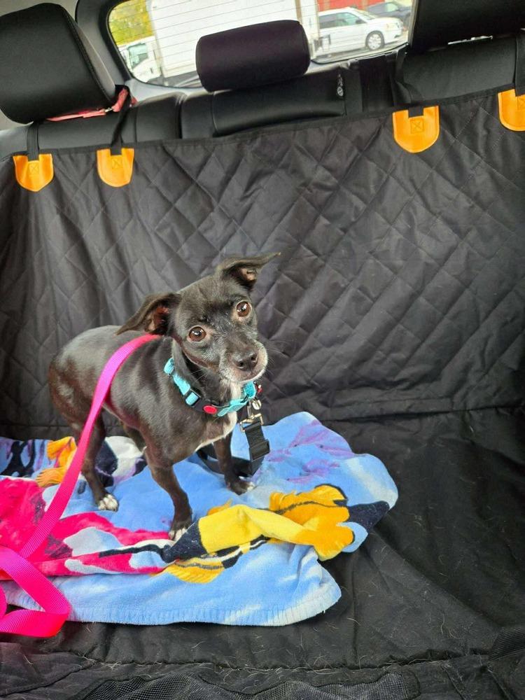 Enlarge Regina, a Adoptable mixed breed in Saugus, MA image 4/6