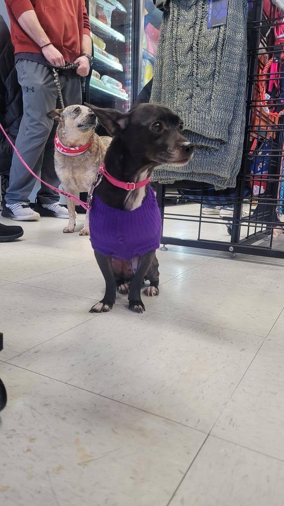 Enlarge Regina, a Adoptable mixed breed in Saugus, MA image 4/6