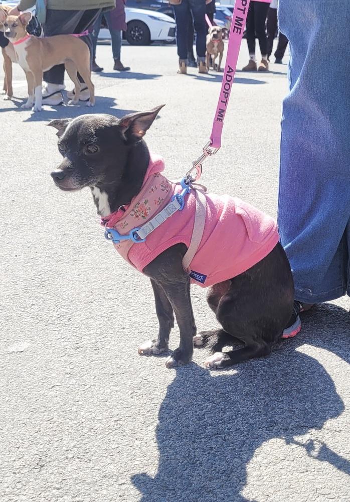 Enlarge Regina, a Adoptable mixed breed in Saugus, MA image 5/6