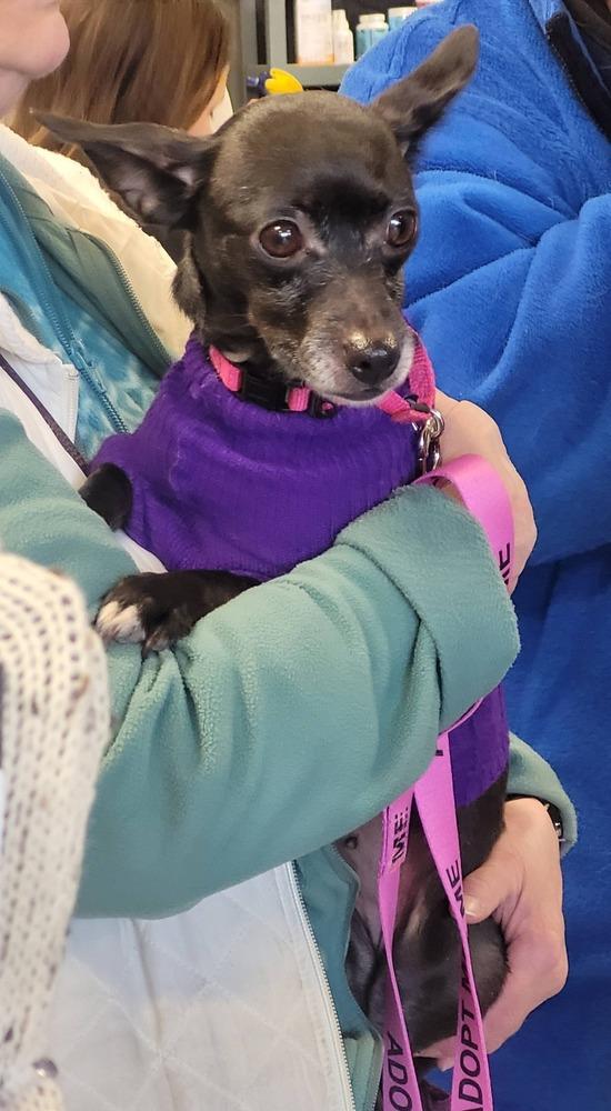 Enlarge Regina, a Adoptable mixed breed in Saugus, MA image 5/6