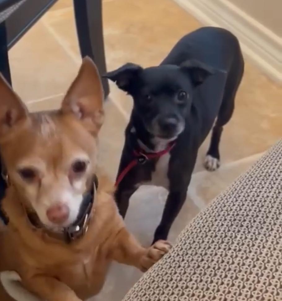 Regina, Adoptable, Senior Female Chihuahua & Mixed Breed.