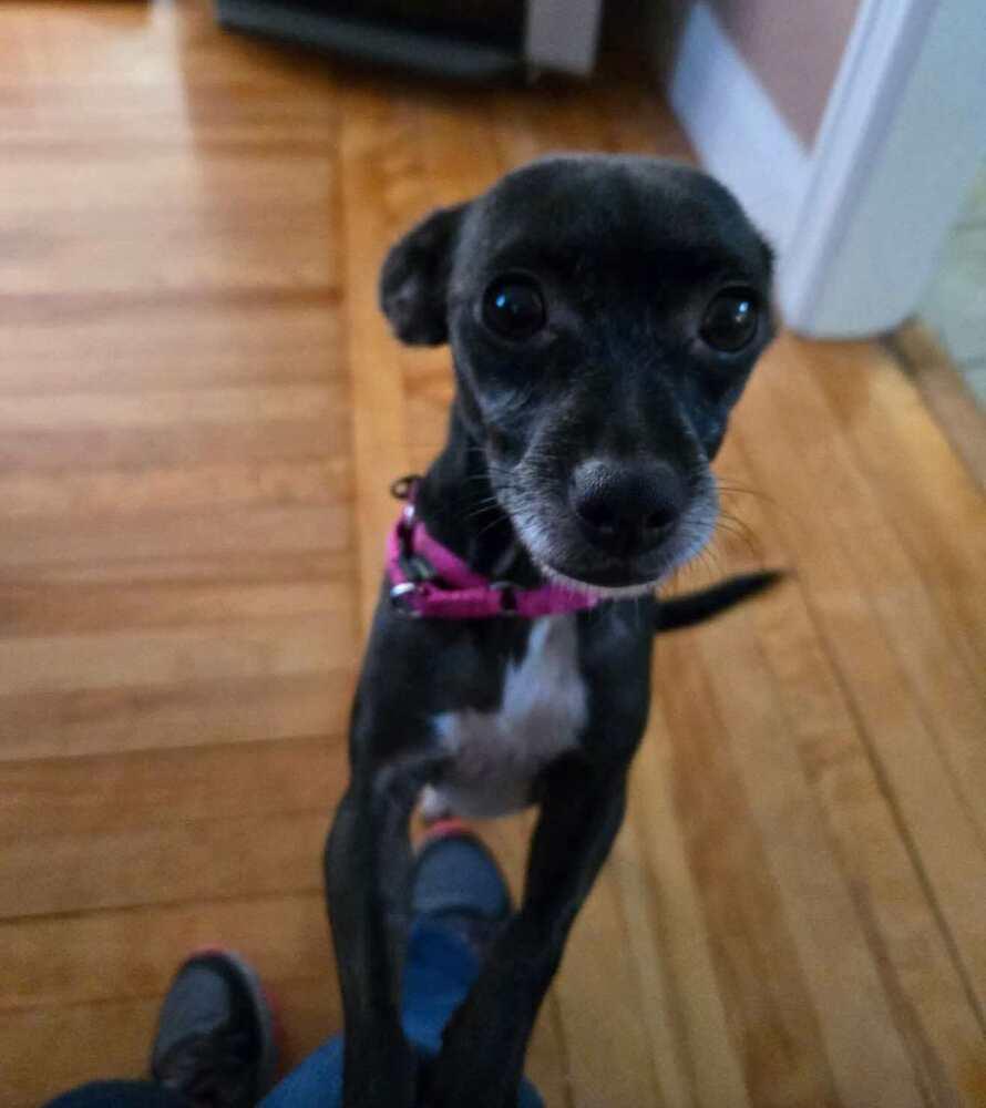 Enlarge Regina, a Adoptable mixed breed in Saugus, MA image 5/6