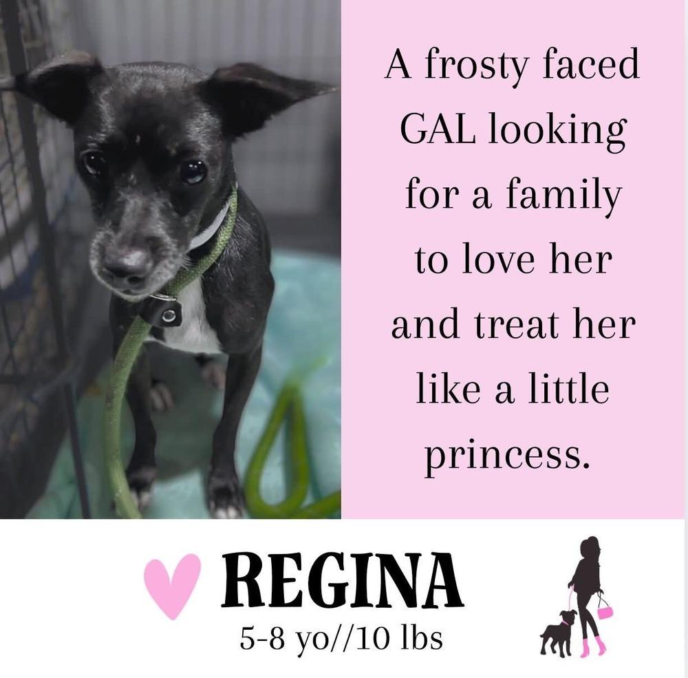 Enlarge Regina, a Adoptable mixed breed in Saugus, MA image 6/6