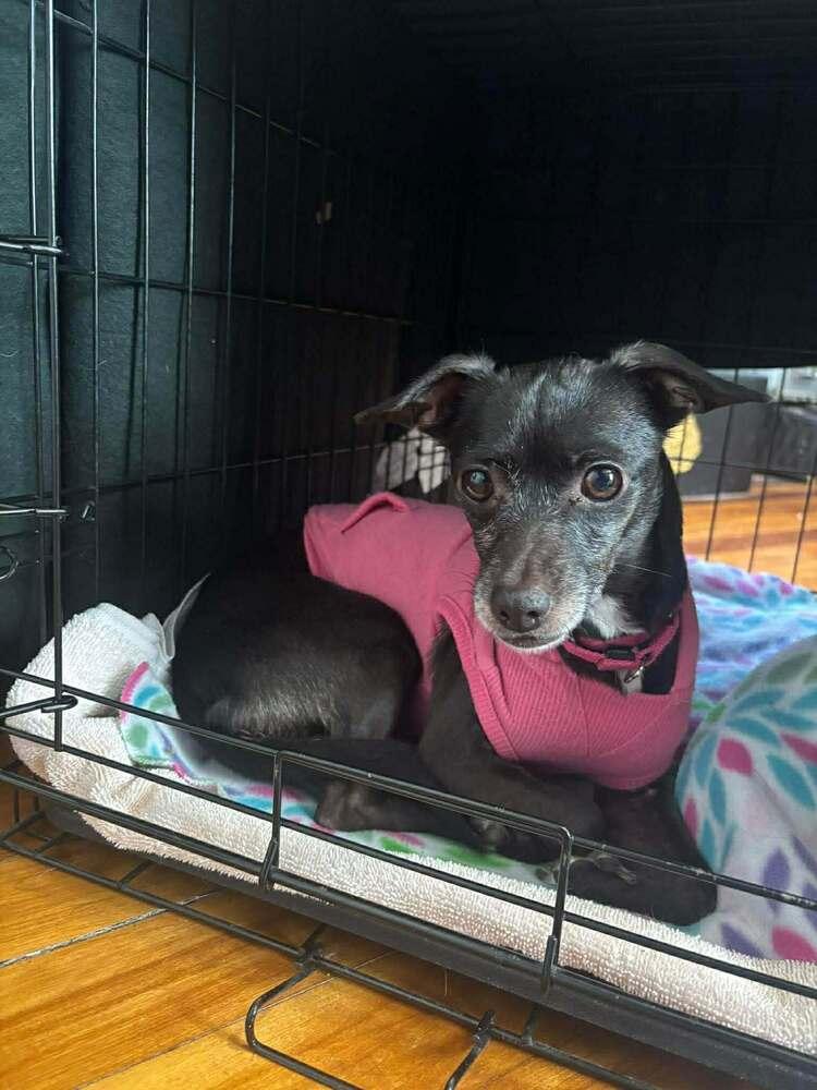 Enlarge Regina, a Adoptable mixed breed in Saugus, MA image 6/6