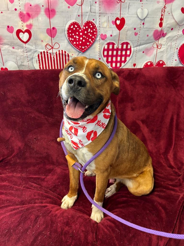 Moose, Adoptable, Young Male Boxer & American Staffordshire Terrier.