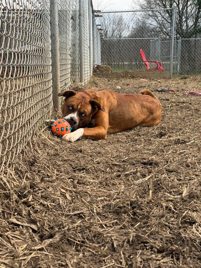 Enlarge Moose, a Adoptable mixed breed in Marion, OH image 4/6