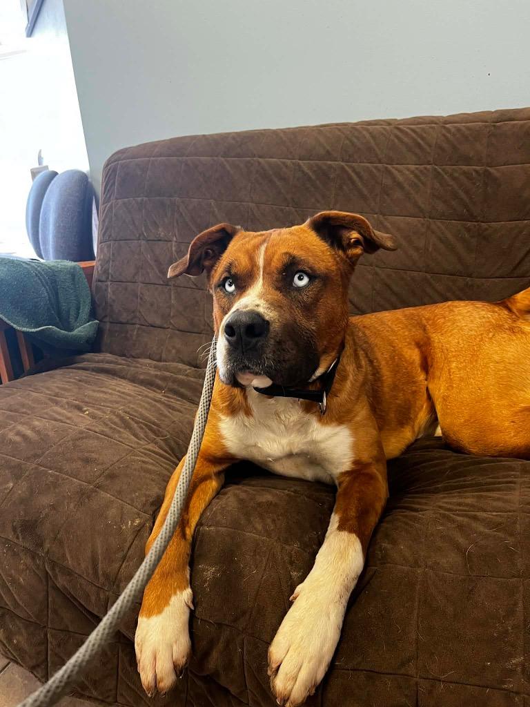 Enlarge Moose, a Adoptable mixed breed in Marion, OH image 5/6