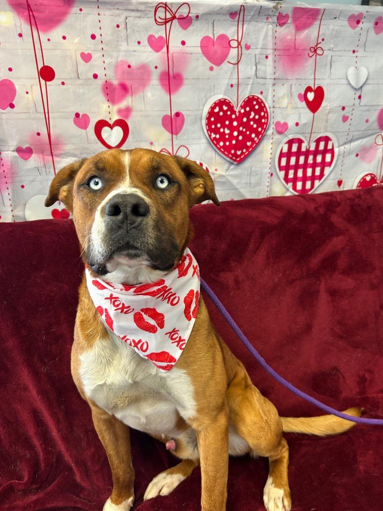 Enlarge Moose, a Adoptable mixed breed in Marion, OH image 6/6