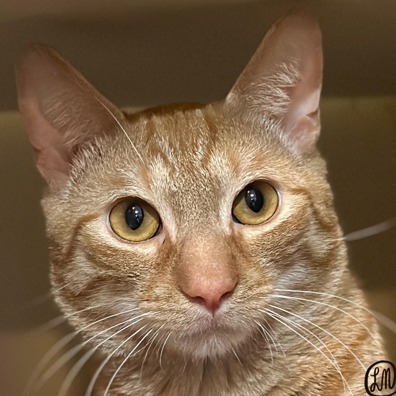 Enlarge Franklin The Turtle, a Adopted Domestic Short Hair in Victor, NY image 1/6