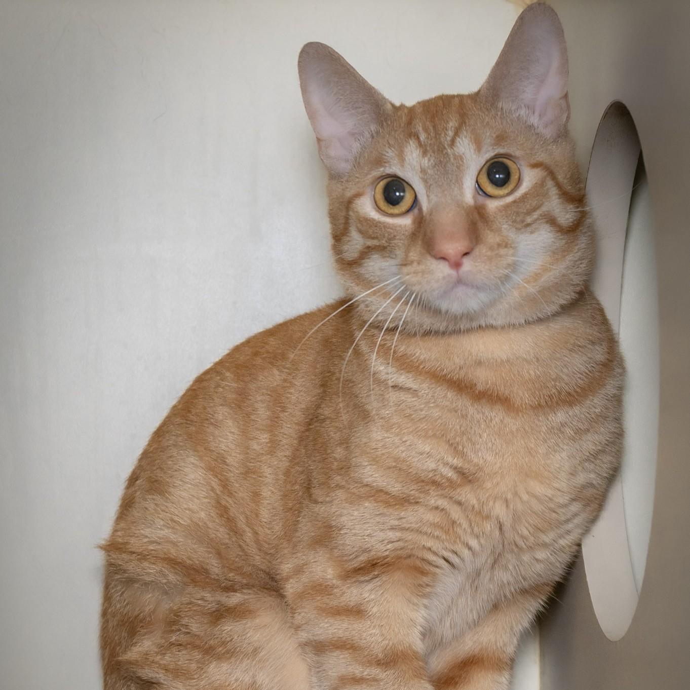 Enlarge Franklin The Turtle, a Adopted Domestic Short Hair in Victor, NY image 3/6