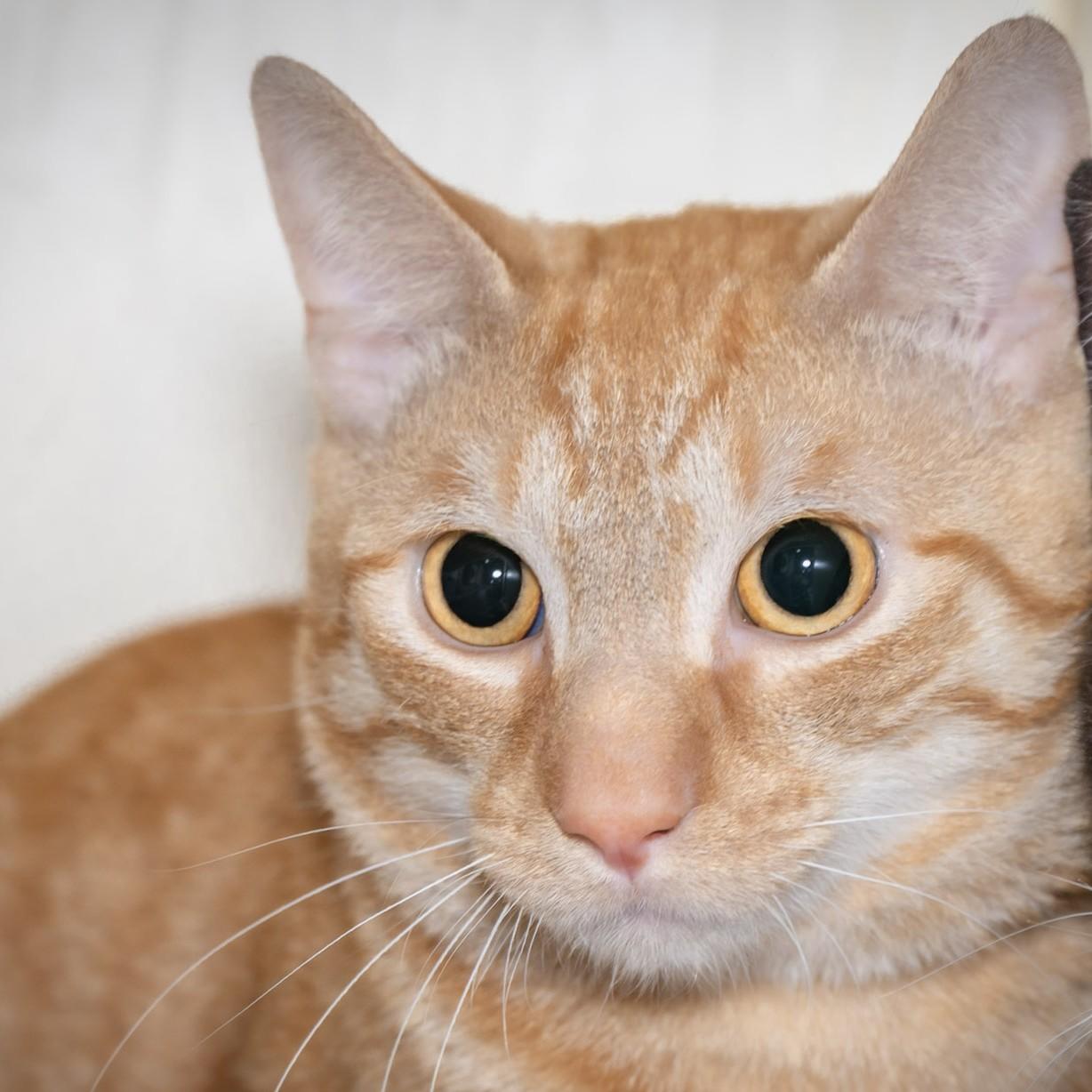 Enlarge Franklin The Turtle, a Adopted Domestic Short Hair in Victor, NY image 6/6