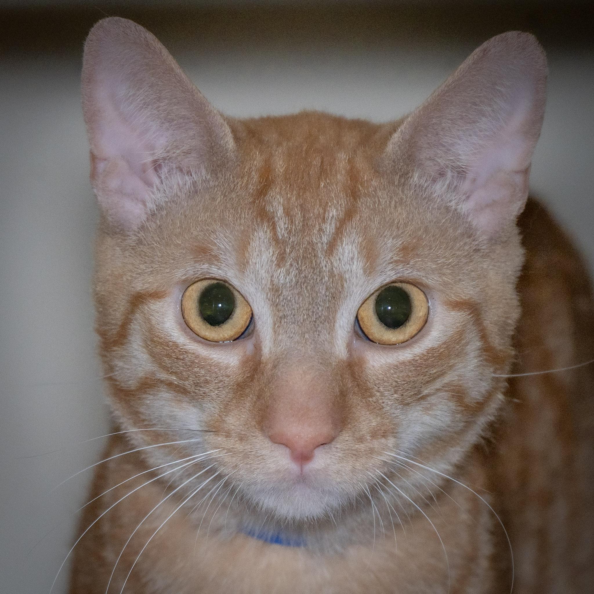Enlarge Franklin The Turtle, a Adopted Domestic Short Hair in Victor, NY image 5/6