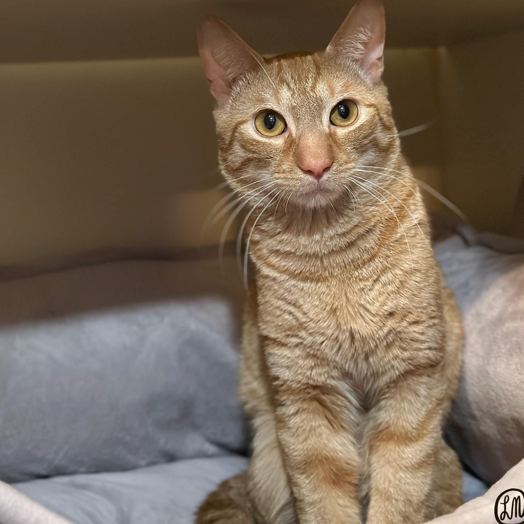 Enlarge Franklin The Turtle, a Adopted Domestic Short Hair in Victor, NY image 2/6