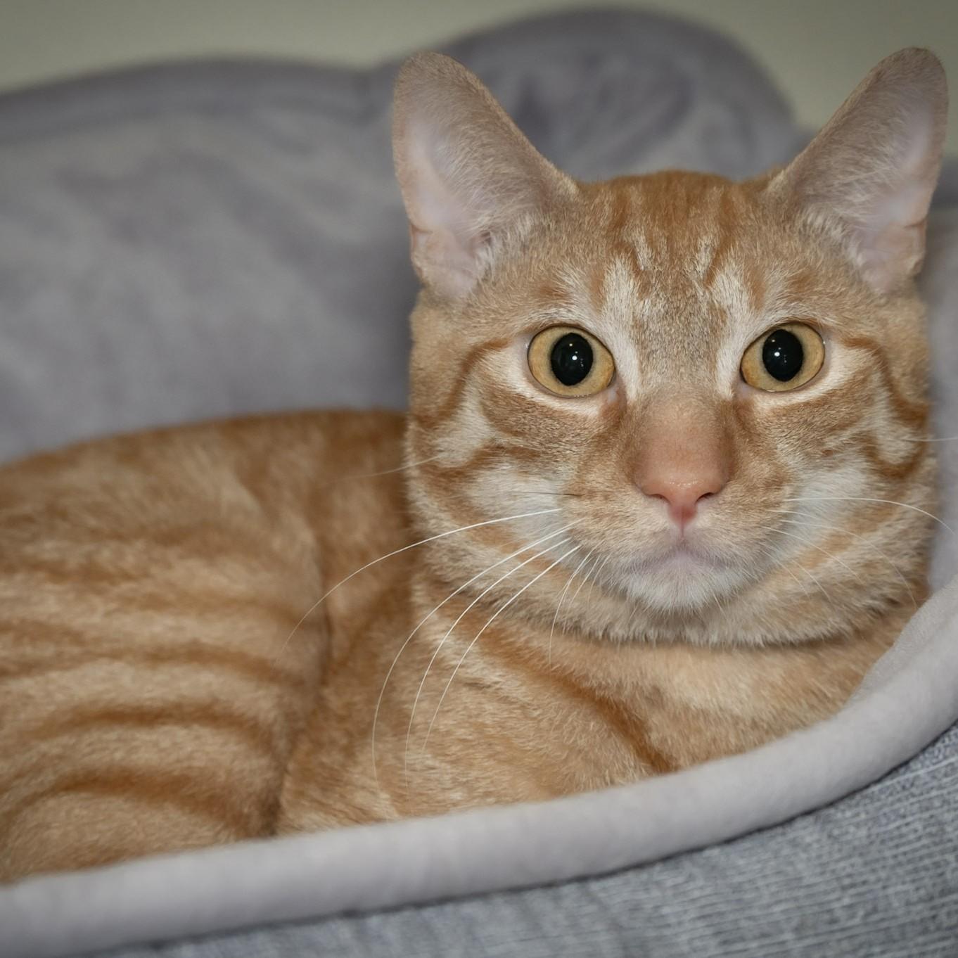 Enlarge Franklin The Turtle, a Adopted Domestic Short Hair in Victor, NY image 4/6
