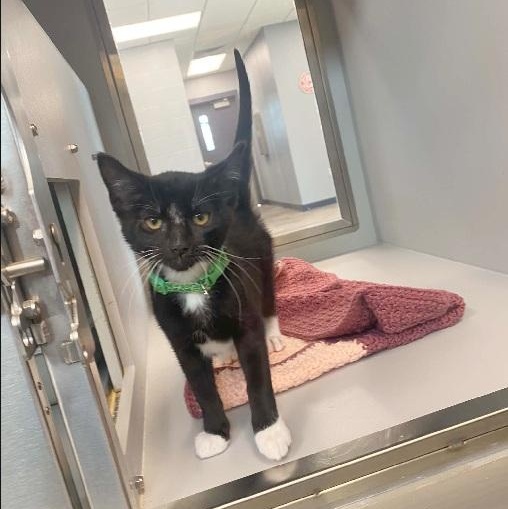 Syrup, Adoptable, Kitten Male Domestic Short Hair.