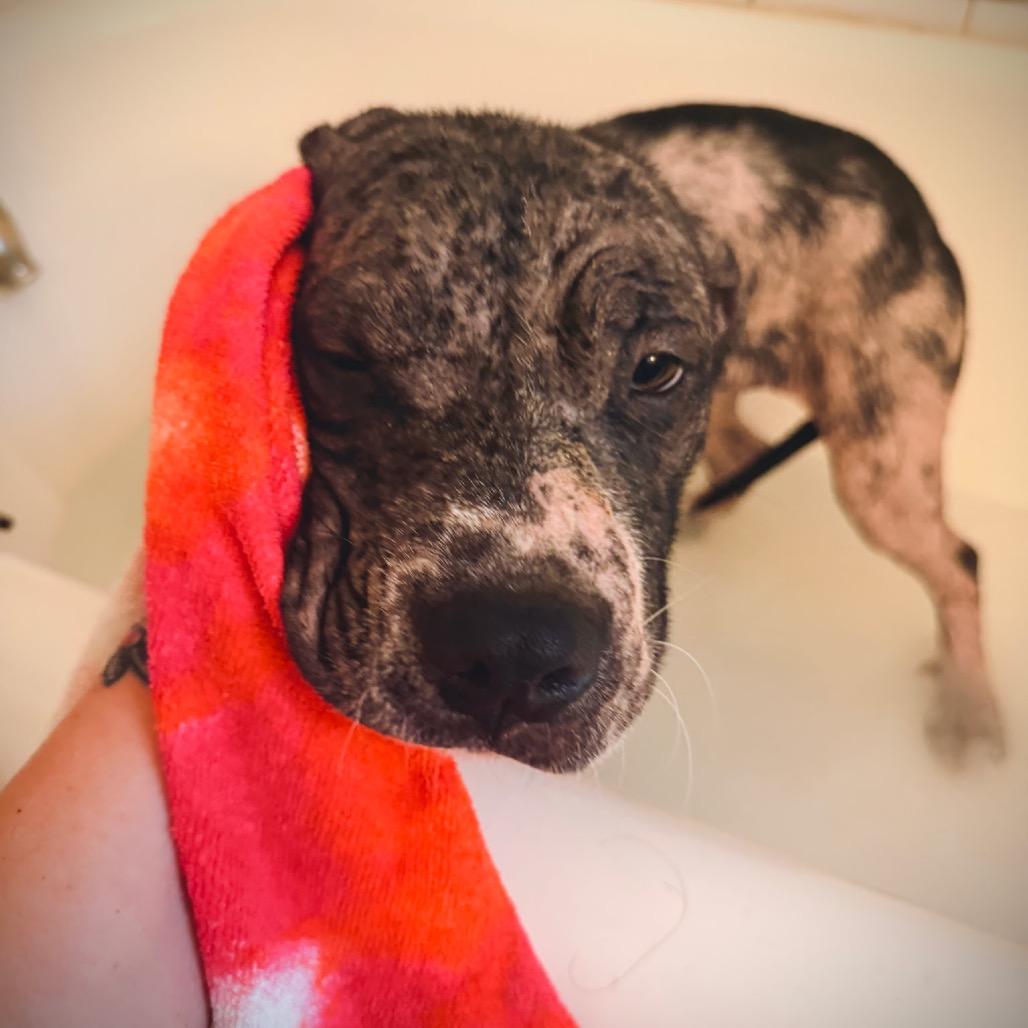 Primrose, Adoptable, Young Female American Staffordshire Terrier.