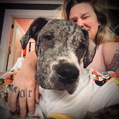 Primrose, a Adoptable American Staffordshire Terrier in Northville, MI image 2/6