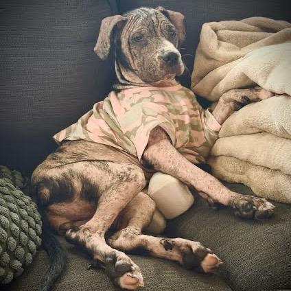 Primrose, a Adoptable American Staffordshire Terrier in Northville, MI image 3/6