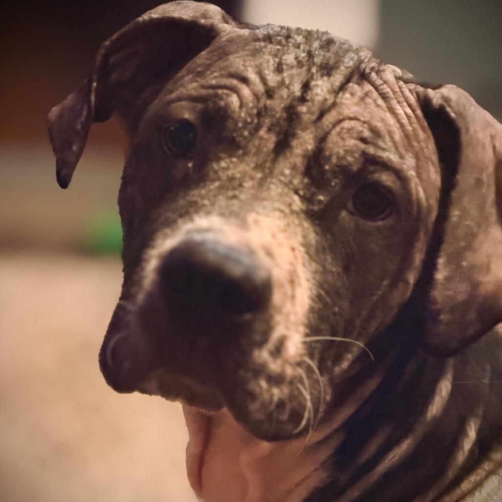 Primrose, a Adoptable American Staffordshire Terrier in Northville, MI image 6/6