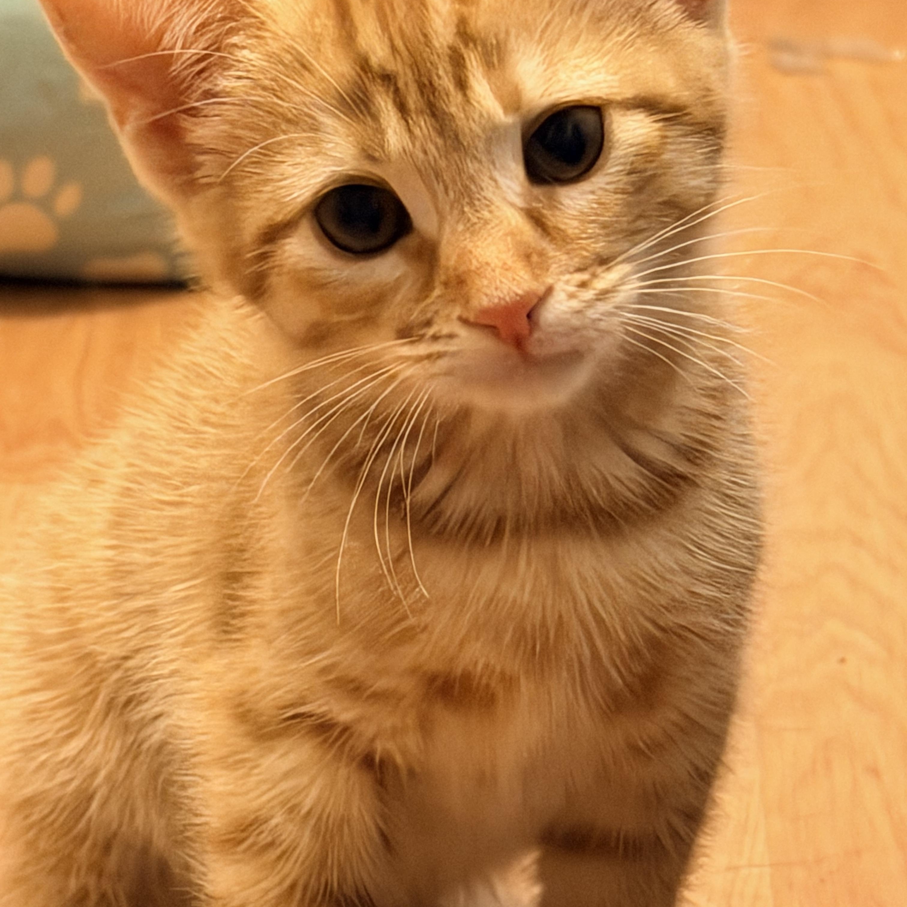Nevee, a ADOPTABLE American Shorthair in Tracy, CA image 2/3