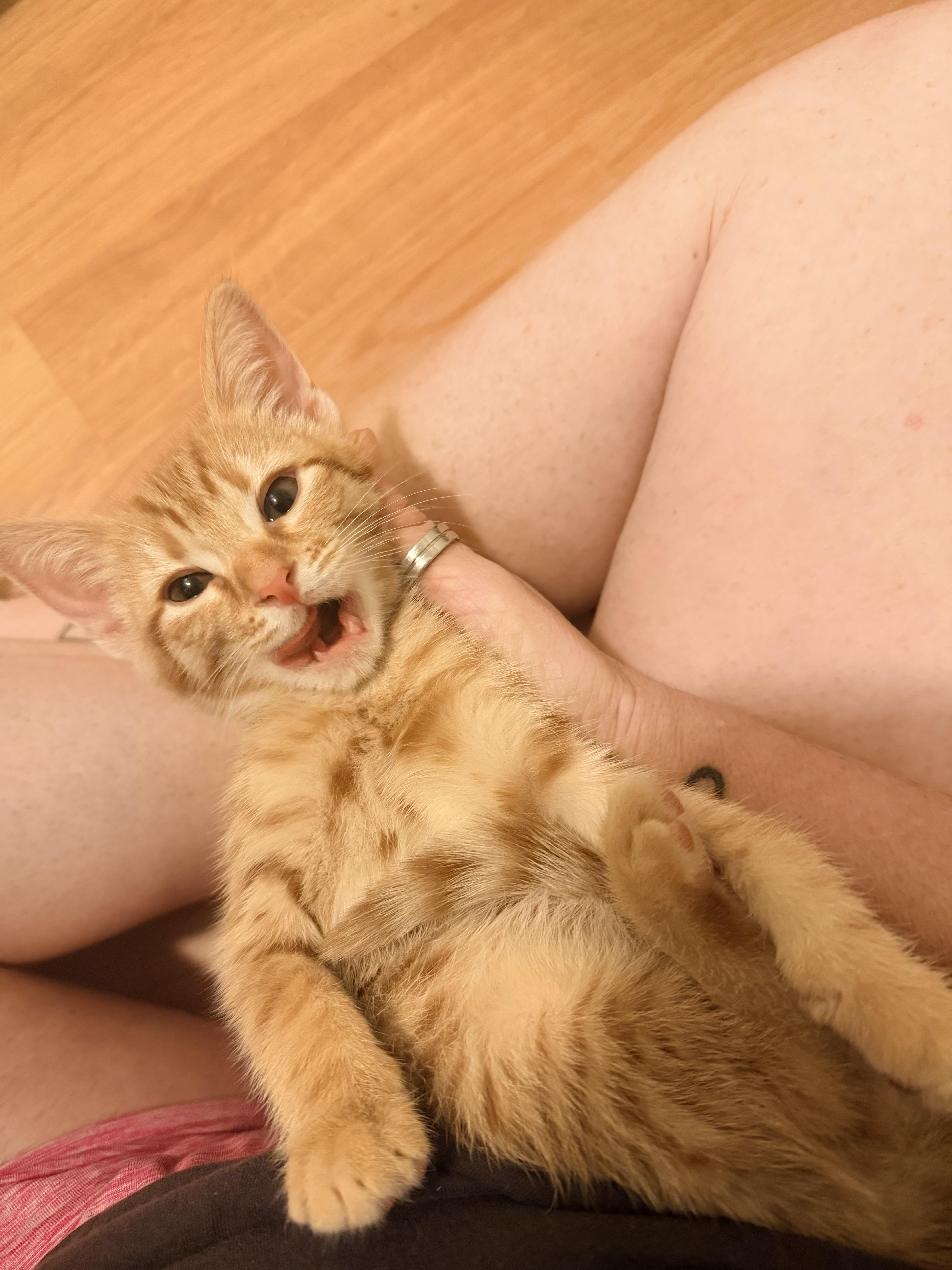 Nevee, a ADOPTABLE American Shorthair in Tracy, CA image 3/3
