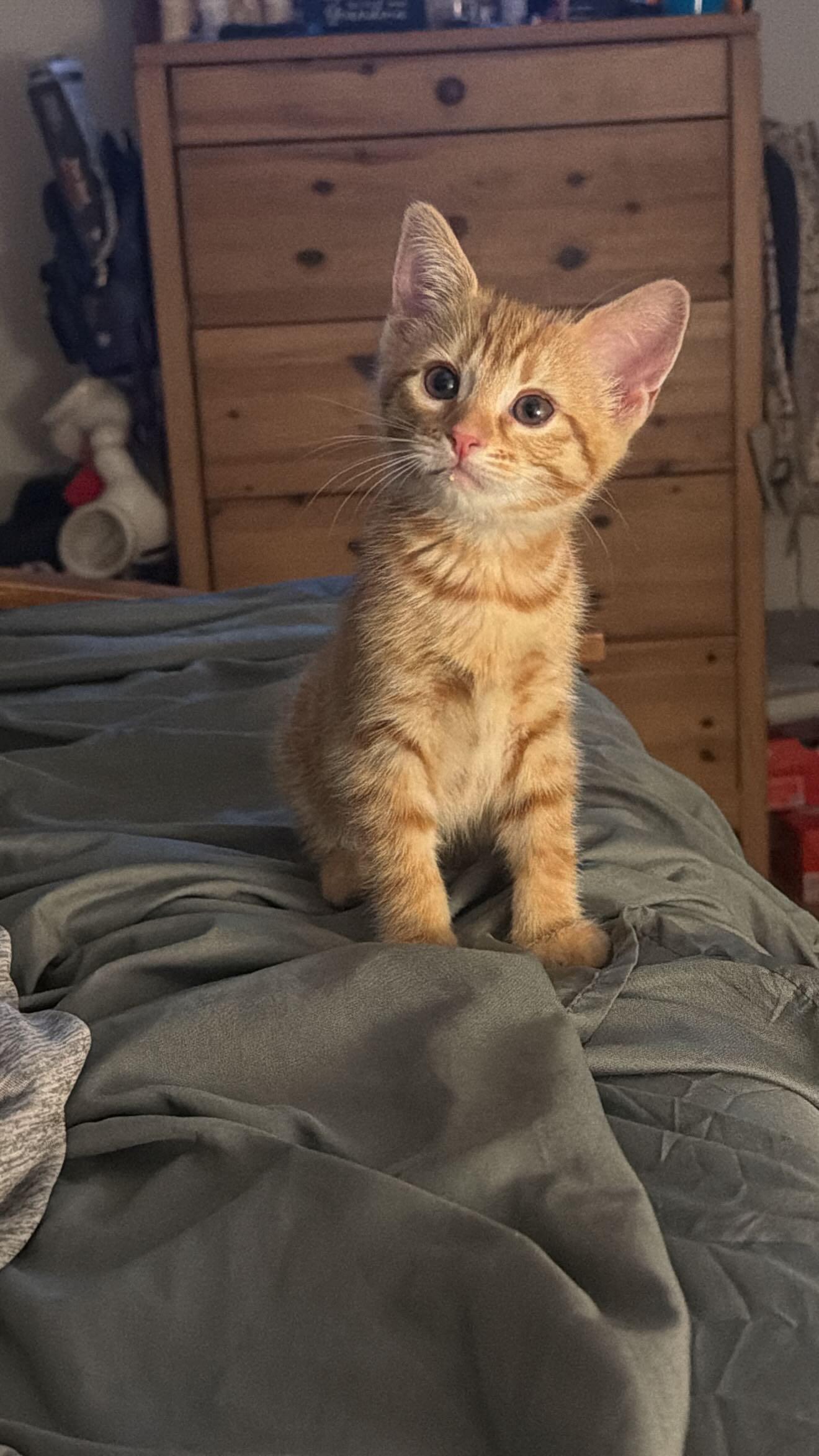 Nevee, ADOPTABLE, Young Female American Shorthair.