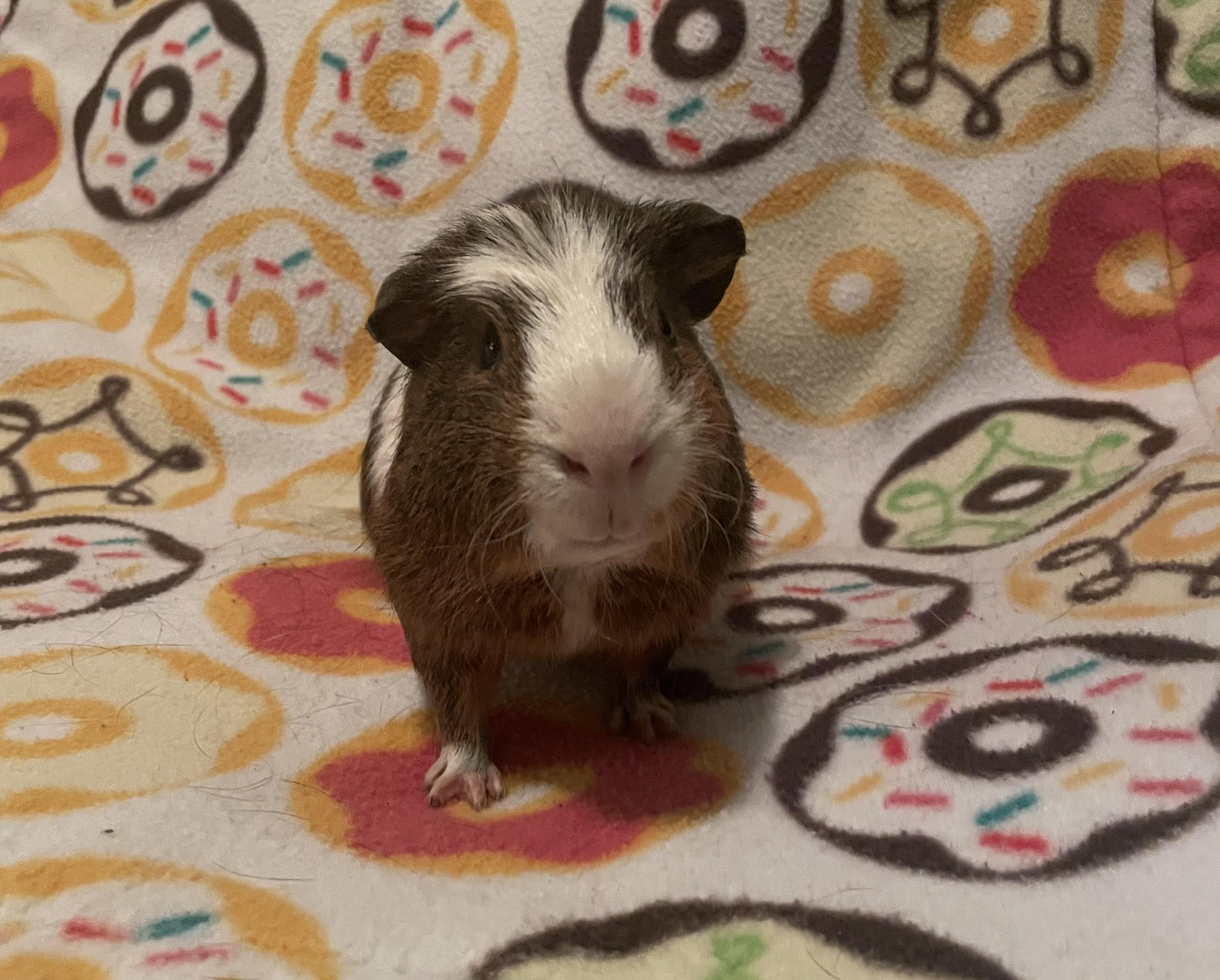 Enlarge Joey, a ADOPTABLE Guinea Pig in Berlin, CT image 1/2
