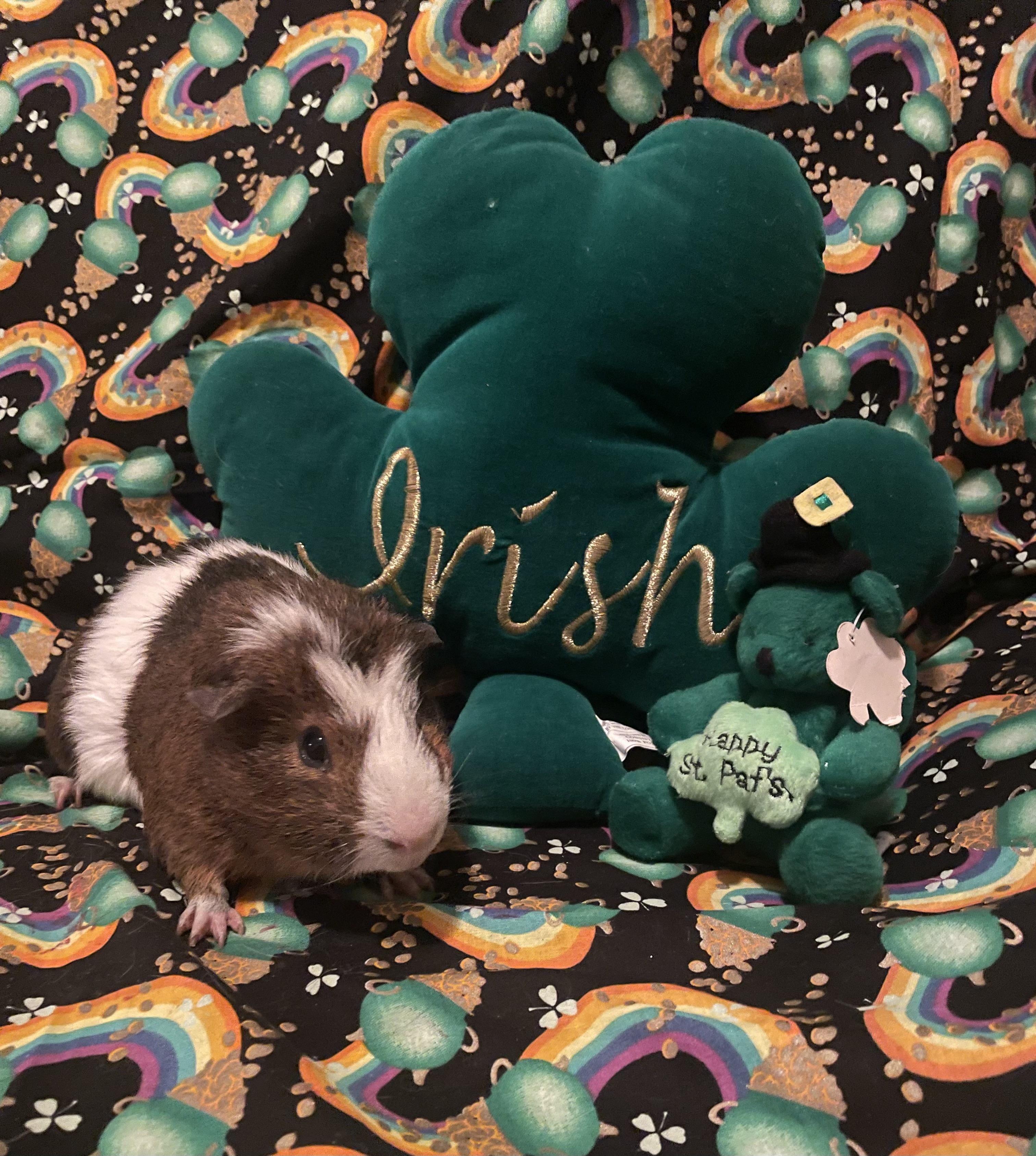 Enlarge Joey, a ADOPTABLE Guinea Pig in Berlin, CT image 2/2