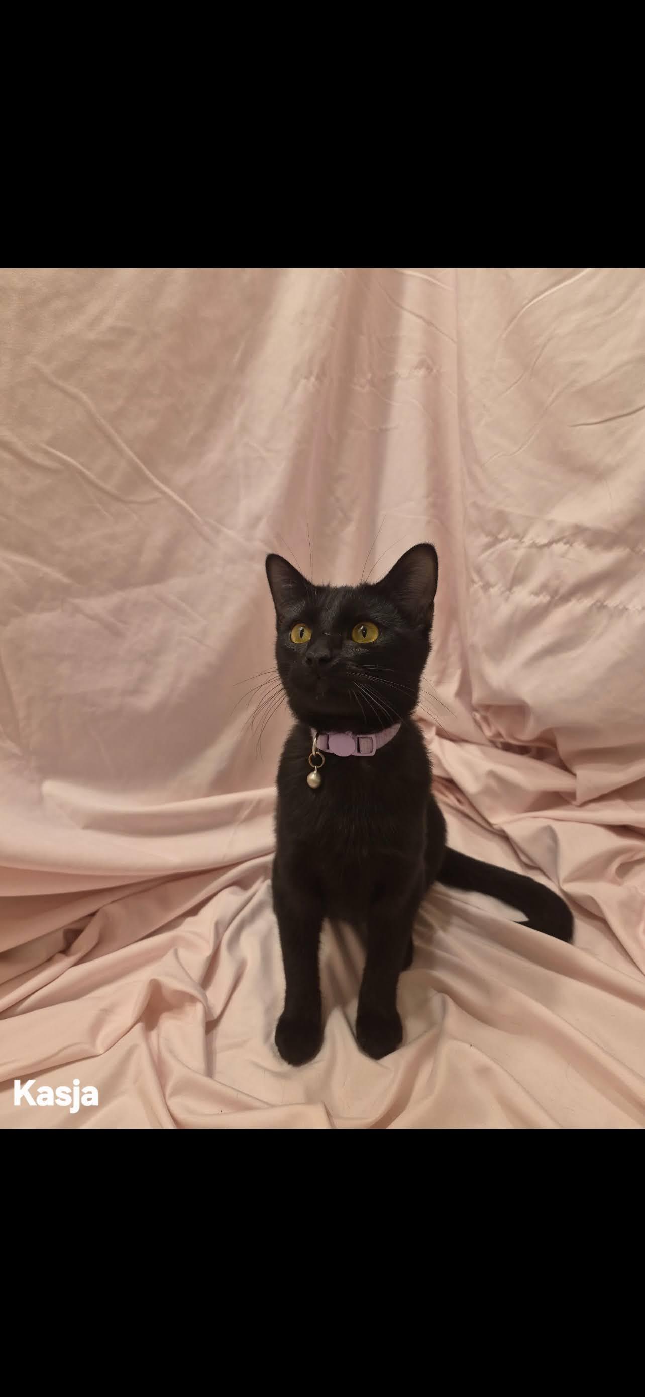 Enlarge Kasja, a ADOPTABLE Domestic Short Hair in Arlington, TX image 1/1