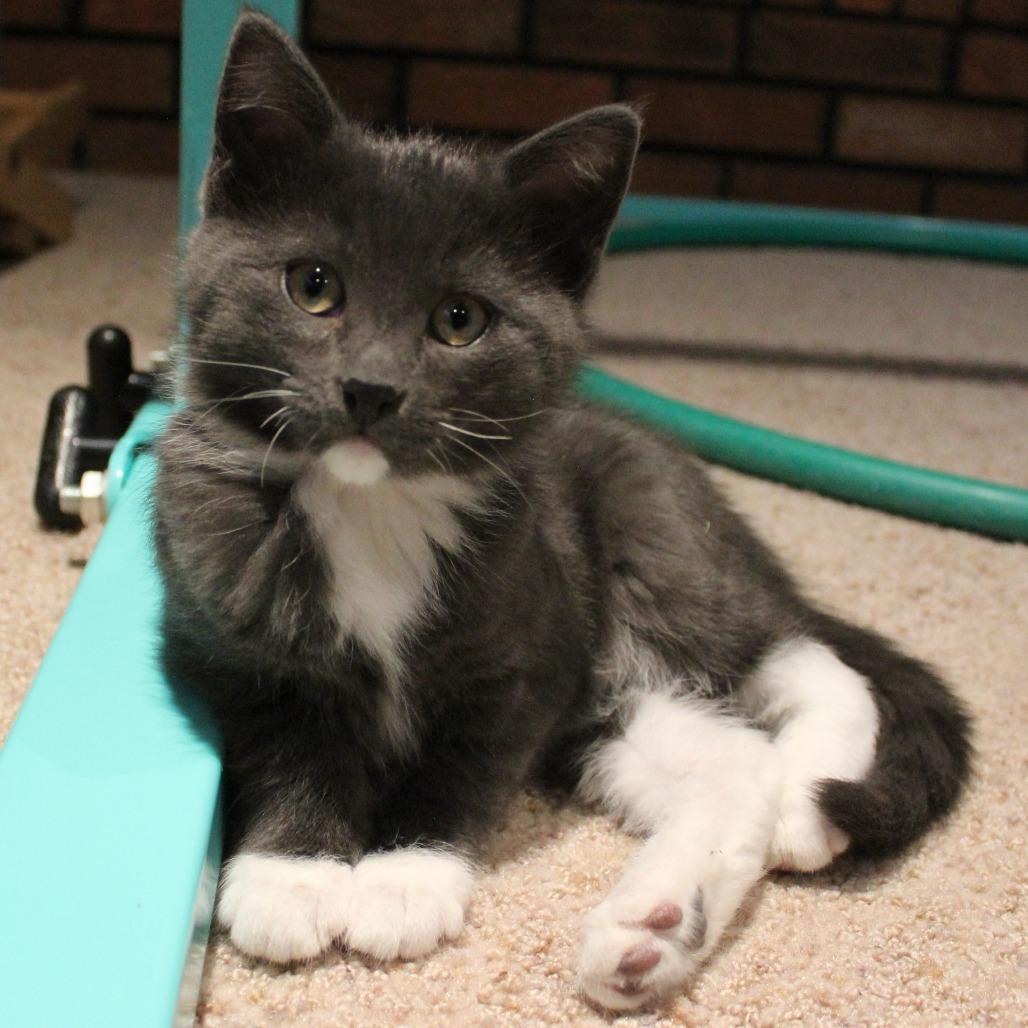 Enlarge Honey, a Adoptable Domestic Short Hair in Laramie, WY image 1/2