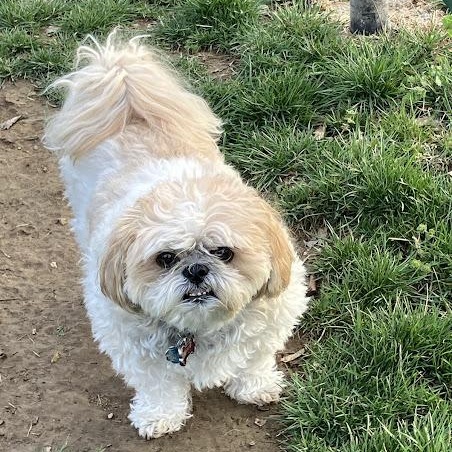 Enlarge Odie (Bonded Pair), a ADOPTABLE Shih Tzu in St. Louis, MO image 5/5