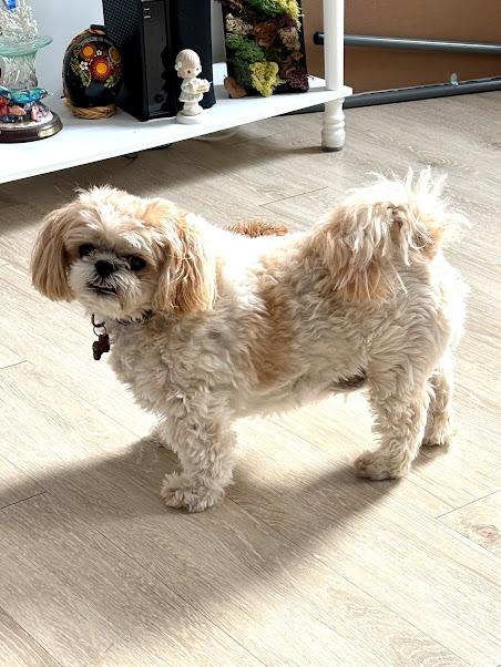 Enlarge Odie (Bonded Pair), a ADOPTABLE Shih Tzu in St. Louis, MO image 4/5