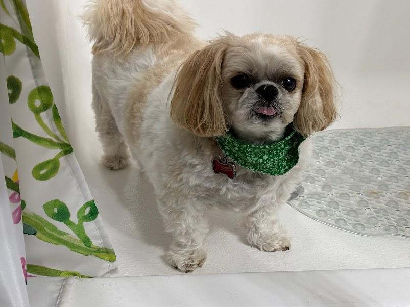 Enlarge Odie (Bonded Pair), a ADOPTABLE Shih Tzu in St. Louis, MO image 1/5