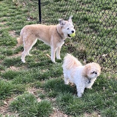 Enlarge Odie (Bonded Pair), a ADOPTABLE Shih Tzu in St. Louis, MO image 2/5