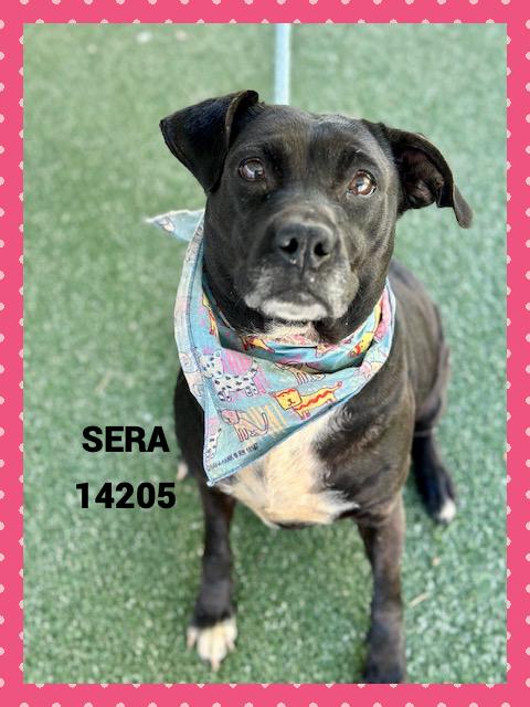 SERA, a Adoptable mixed breed in Marietta, GA image 1/5
