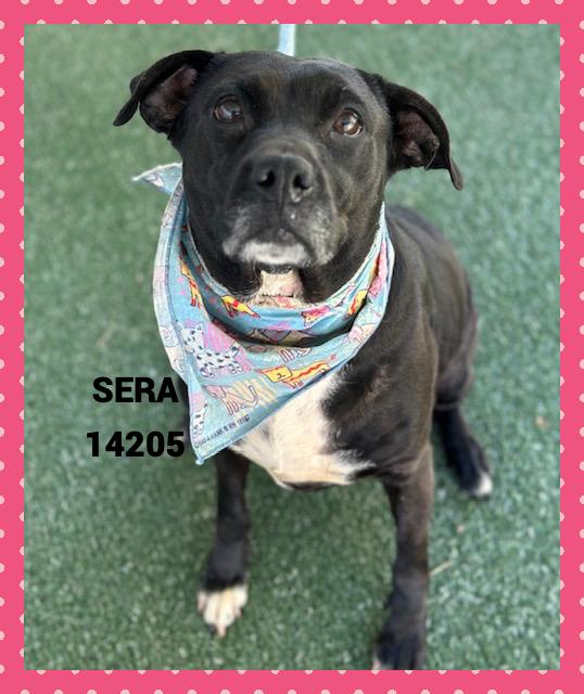 SERA, a Adoptable mixed breed in Marietta, GA image 2/5