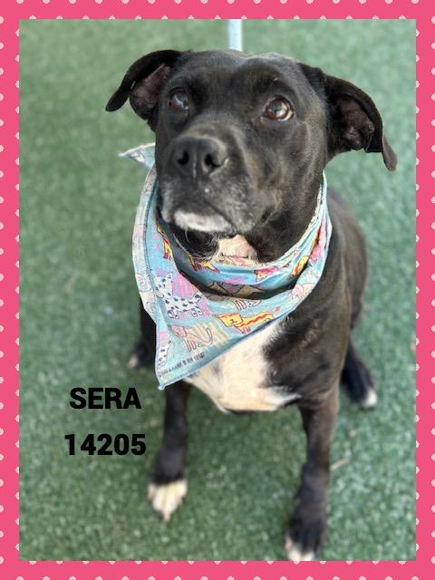 SERA, a Adoptable mixed breed in Marietta, GA image 3/5