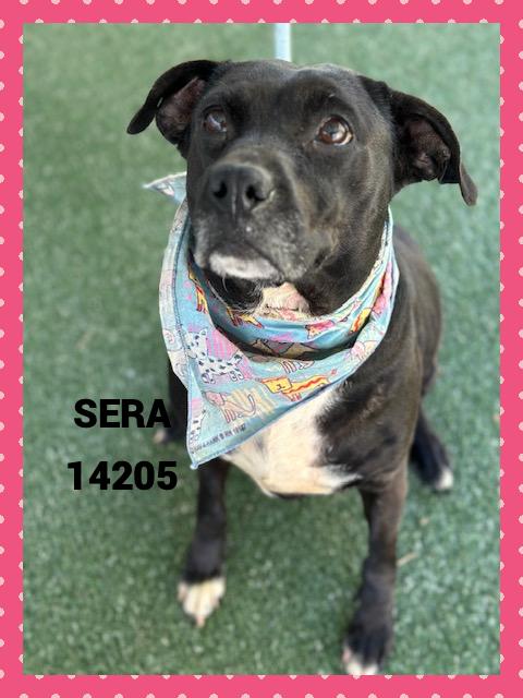 SERA, a Adoptable mixed breed in Marietta, GA image 4/5