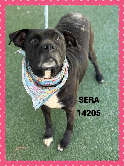 SERA, a Adoptable mixed breed in Marietta, GA image 5/5