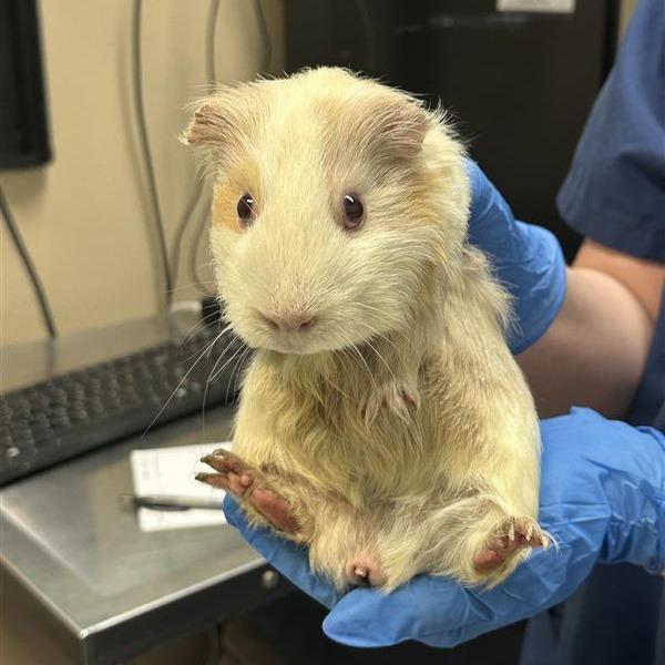 Unknown, Adoptable, Baby Male Guinea Pig.