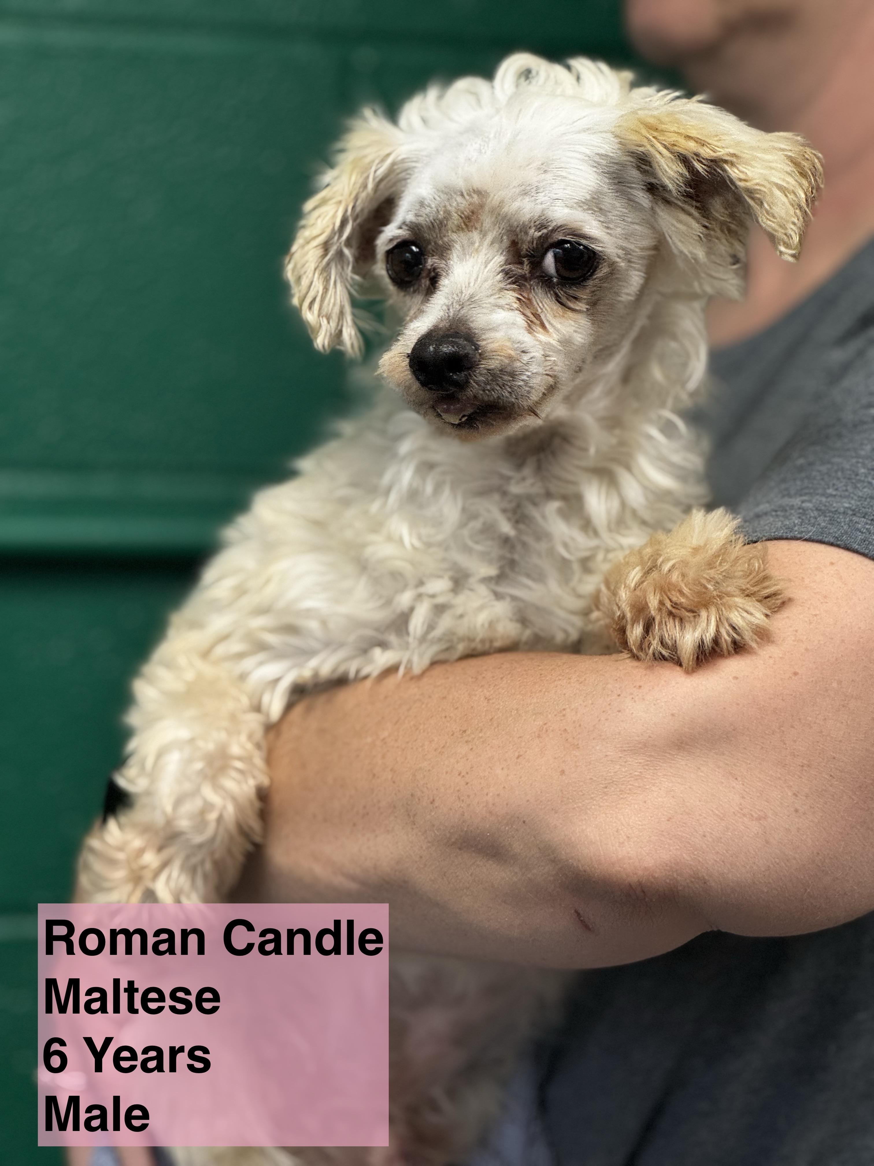 Roman Candle