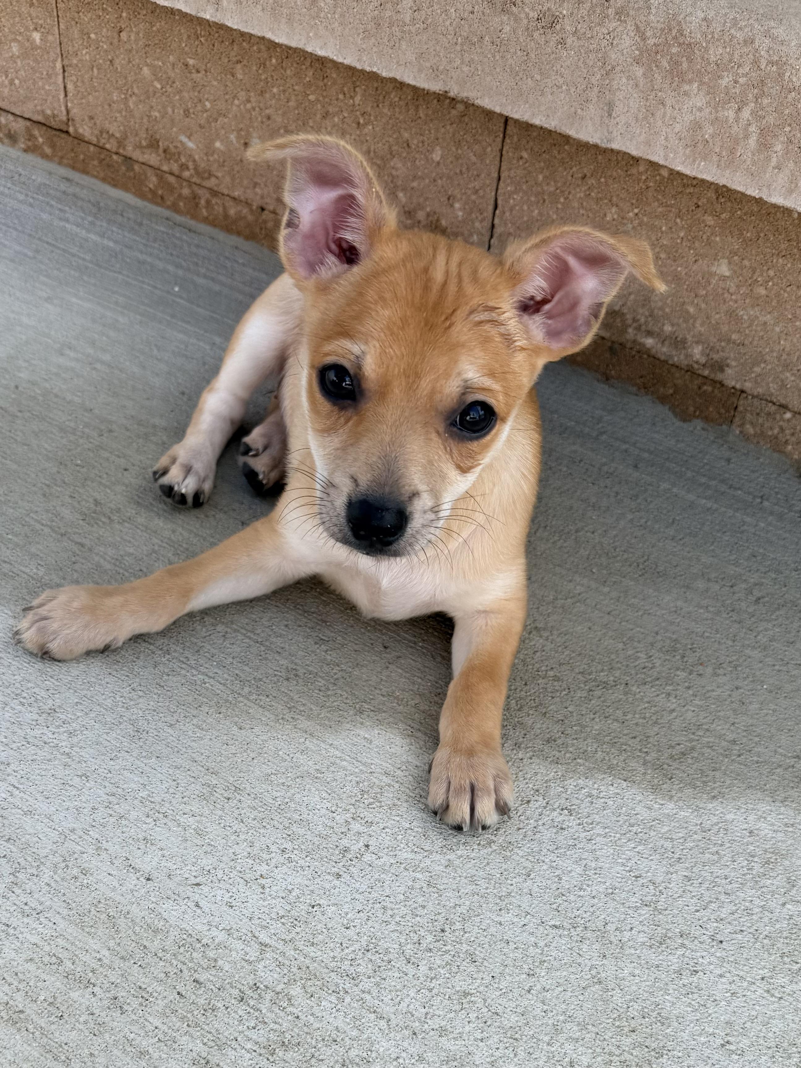 Churro, an adopted mixed breed in Copiague, NY image 2/2