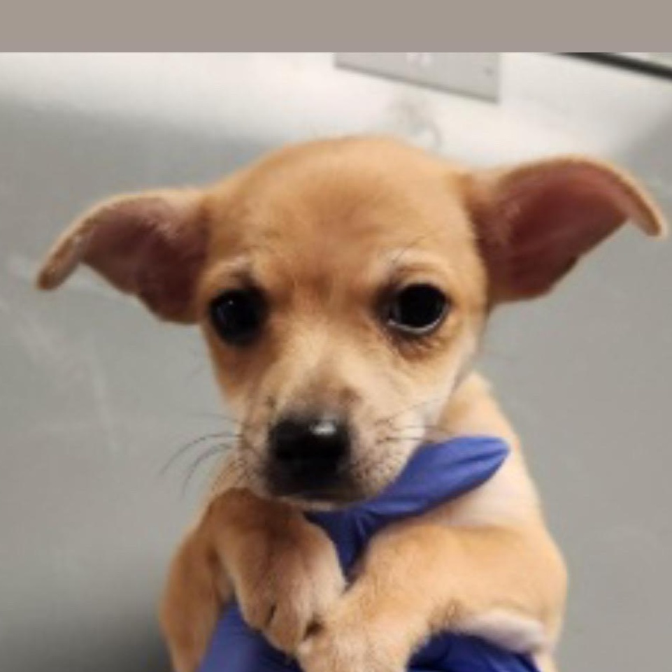 Churro, adopted, Puppy Female Chihuahua.