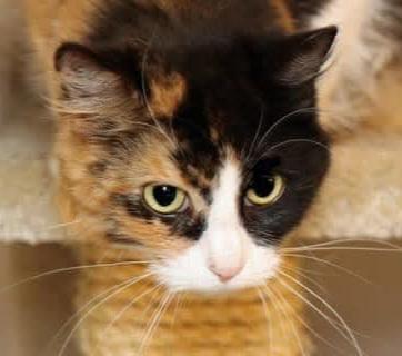Delilah, an adoptable mixed breed in Houston, TX image 2/5