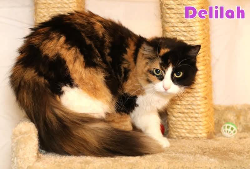 Delilah, an adoptable mixed breed in Houston, TX image 3/5
