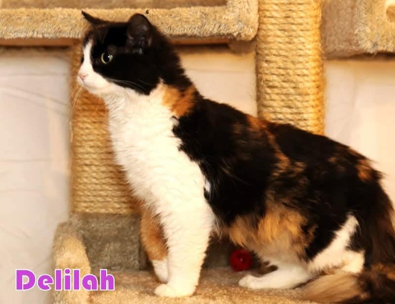 Delilah, an adoptable mixed breed in Houston, TX image 4/5