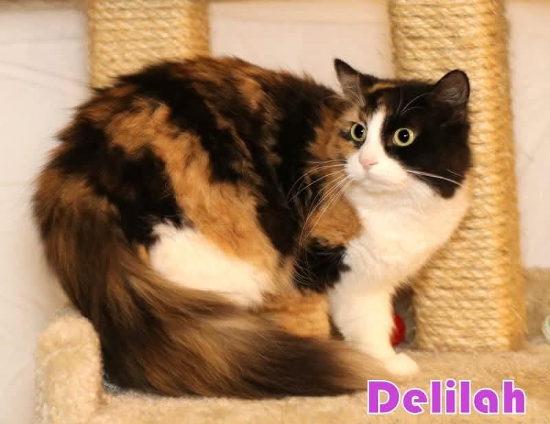 Delilah, an adoptable mixed breed in Houston, TX image 1/5