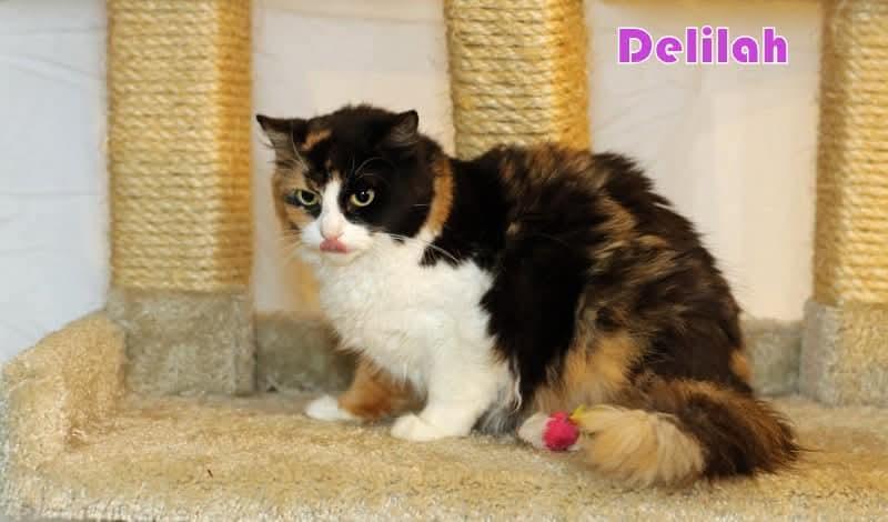 Delilah, an adoptable mixed breed in Houston, TX image 5/5